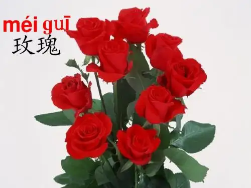 小鹿的玫瑰花