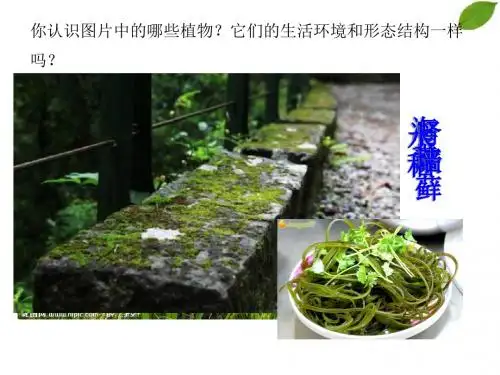 藻类、苔藓和蕨类植物课件(22ppt)