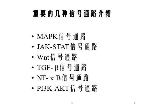 常见信号通路
