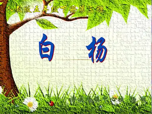 白杨第二课时课件