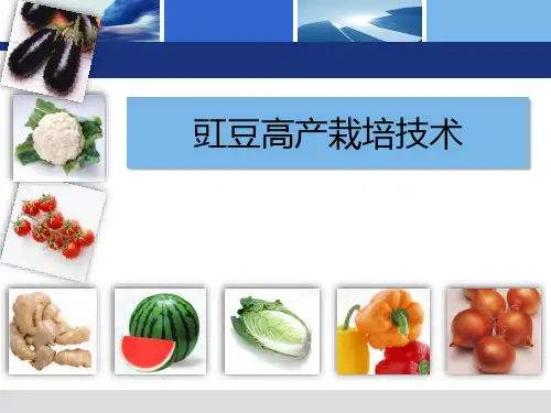 豇豆高产栽培技术(讲座版)