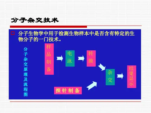 斑点杂交