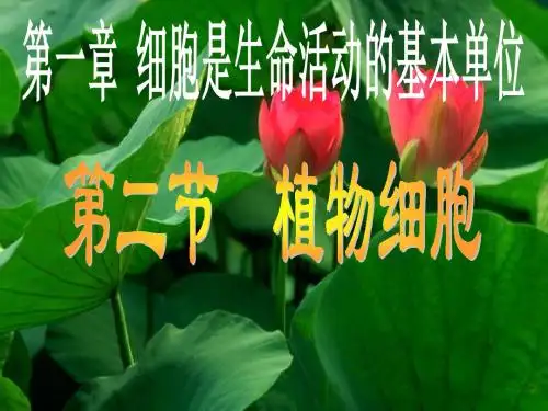 人教部编版七年级初一生物上册 第二单元 第一章  第二节  植物细胞