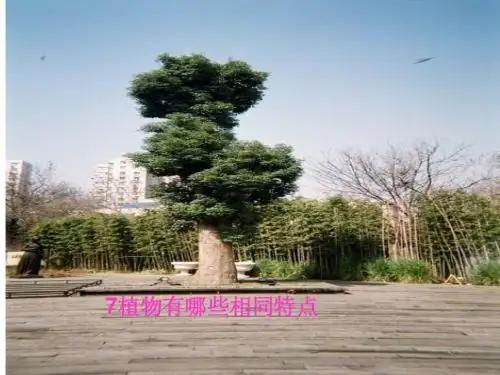 教科版3年级 1.7《植物有哪些相同特点》