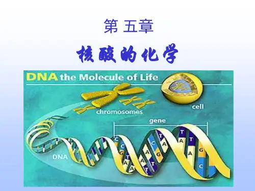 第05章核酸的化学