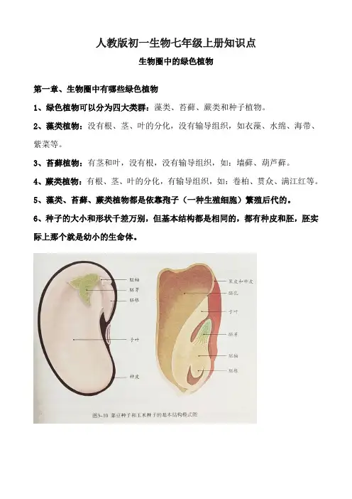 人教版初一生物七年级上册知识点——生物圈中的绿色植物