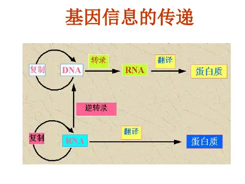 第四章DNA的复制