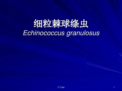 医学寄生虫学394细粒棘球绦虫
