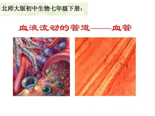 9.2.2 血液的循环 课件 北师大七年级下