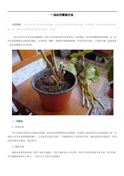 一品红的繁殖方法