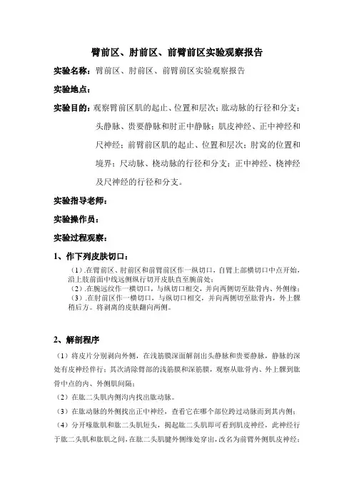 臂前区、肘前区、前臂前区实验观察报告