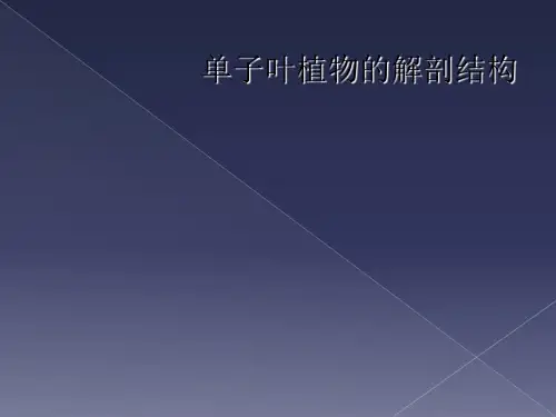 单子叶植物的解剖结构