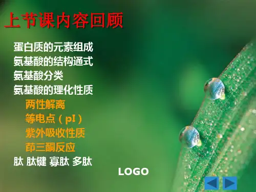 蛋白质的分子结构