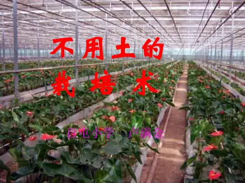不用土的栽培术(五年级贵州科教版)