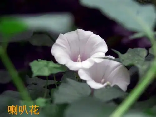 37.喇叭花