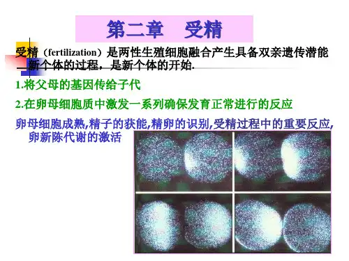 A-第2章 受精