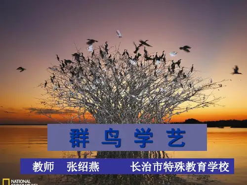 群鸟学艺课件