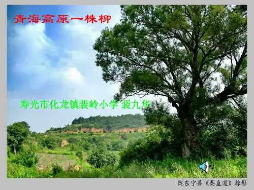 青海高原一株柳 课件[1]