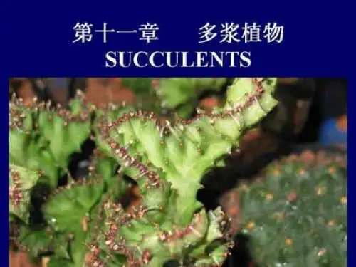 11第十一章 多浆植物