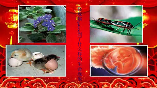 八年级生物上册 第19章 第1节 人的生殖和发育(第1课时)课件
