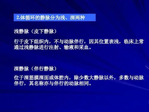 解剖生理学基础—循环系统