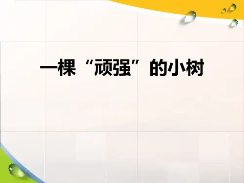 《一棵顽强的小树》PPT【优秀课件PPT】