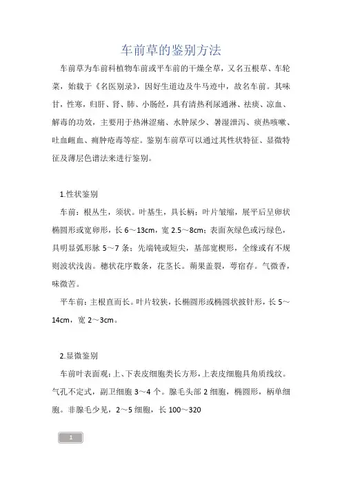 中药知识-车前草的鉴别方法