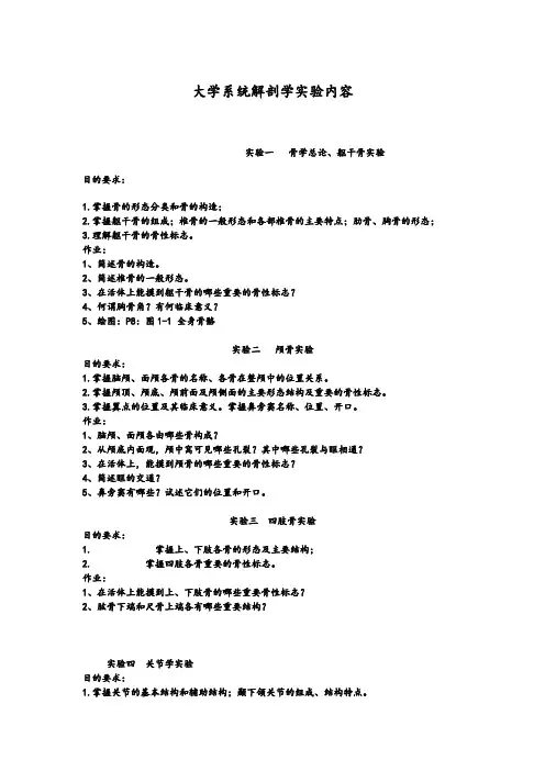 大学系统解剖学实验内容