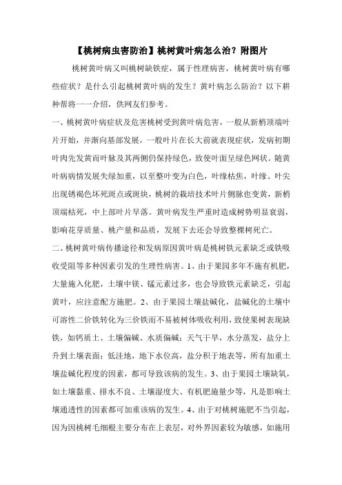 【桃树病虫害防治】桃树黄叶病怎么治？附图片