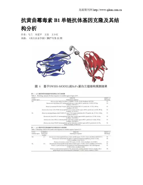 抗黄曲霉毒素B1单链抗体基因克隆及其结构分析