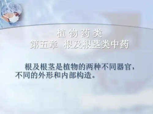 植物药类第五章根及根茎类中药ppt课件