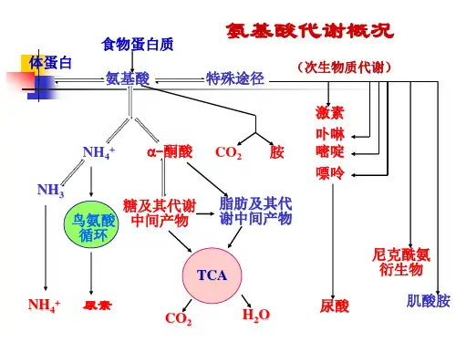 生物化学王镜岩第三版第31章 氨基酸的生物合成