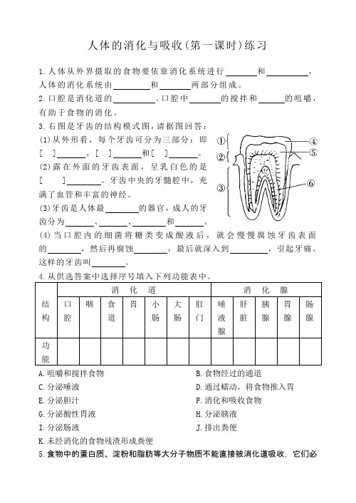 人体的消化与吸收(第一课时)练习