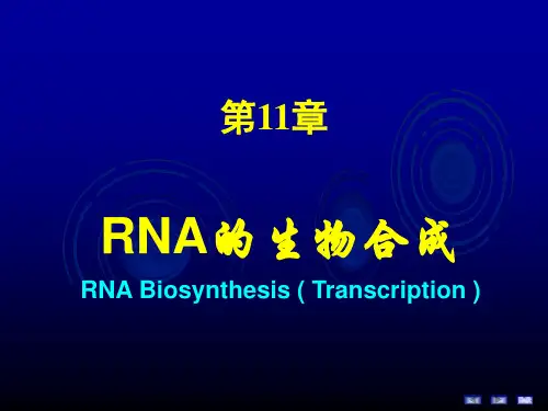 RNA的生物合成