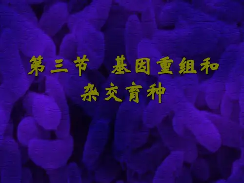 第八章基因重组和杂交育种.ppt