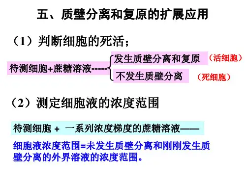 探究影响酶活性的因素