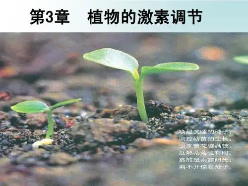 植物生长素的发现(反思修正过的)