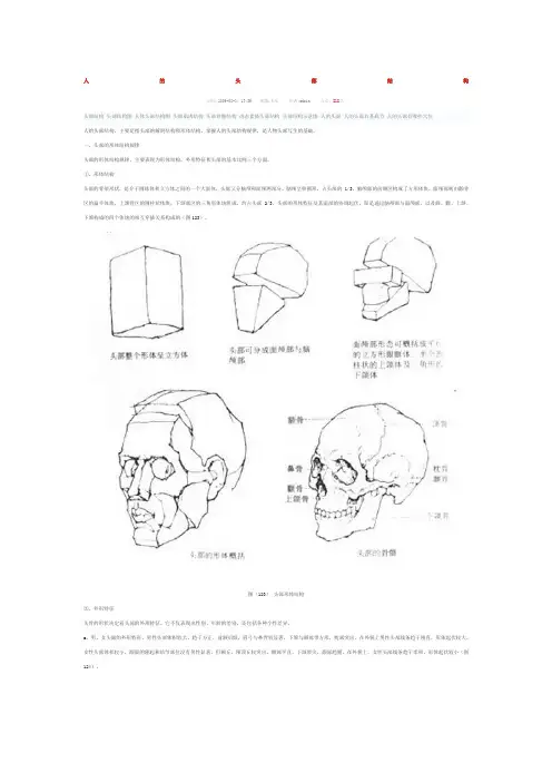 人的头部结构