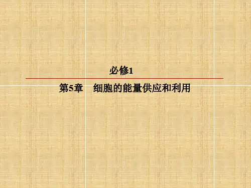 高考生物一轮复习 第5章 细胞的能量供应和利用 第2、3节 细胞的能量通货-ATP ATP的主要来源-细胞呼吸名师课