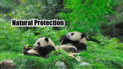 中考英语二轮专题复习natural protection 自然保护 课件