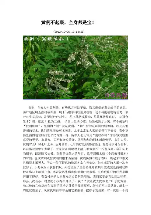 黄荆不起眼,全身都是宝!