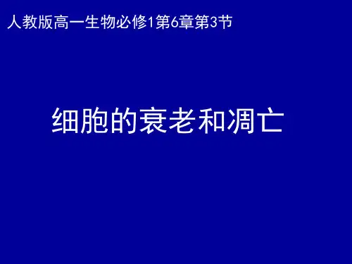 苏教版高中生物必修一第五章细胞衰老和凋亡(共42张PPT)