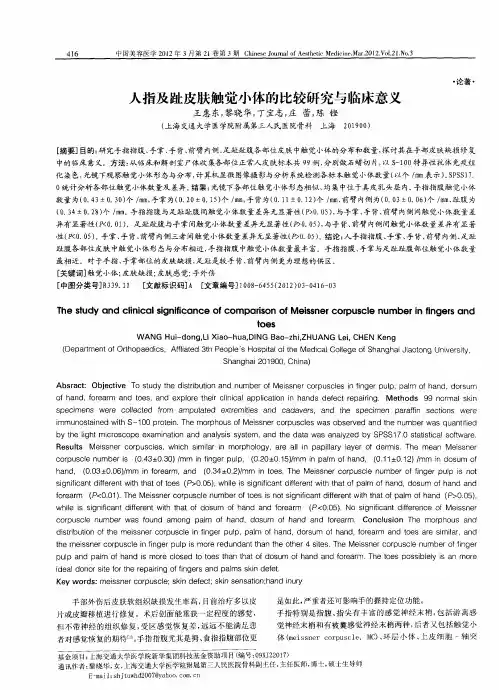 人指及趾皮肤触觉小体的比较研究与临床意义