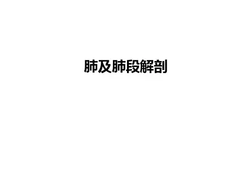 最新肺及肺段解剖