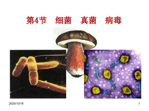 第4节 细菌 真菌 病毒PPT优选课件