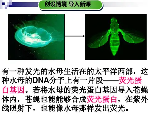 高中生物_基因工程及其应用教学课件设计