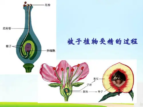 生物：1.2《人的生殖》课件3(人教版七年级下)