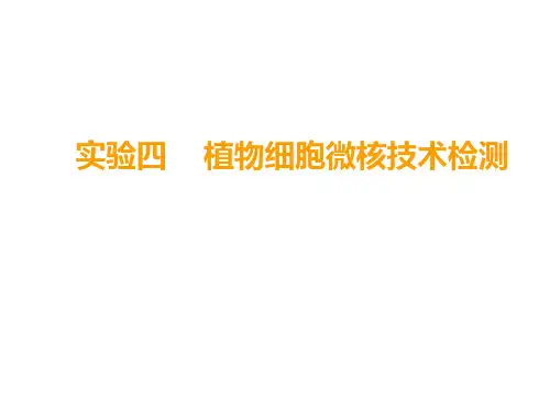植物细胞微核检测技术