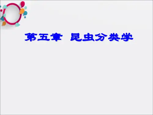 《昆虫分目》PPT课件