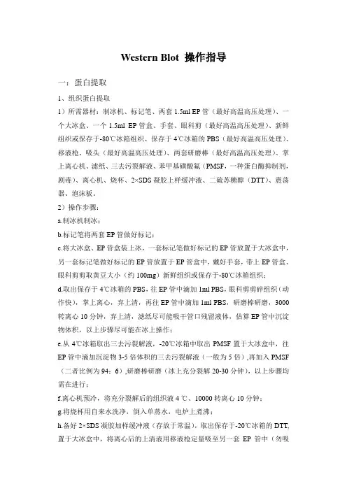 Western Blotting操作指南